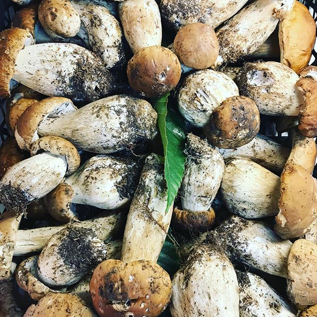 Today special!!! #mushroom #ischia #funghi #porcini #ristoranteida #maronti